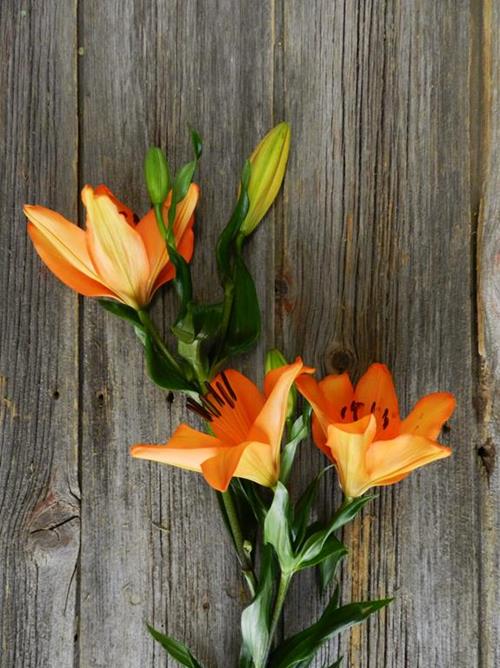 ORANGE L.A. HYBRID LILIES